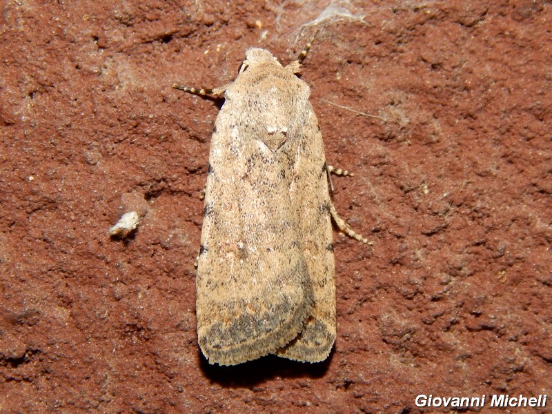 Noctuidae di stasera da confermare